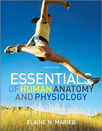 Solution Manual for Essentials of Human Anatomy and Physiology 10th Edition by Elaine N. Marieb