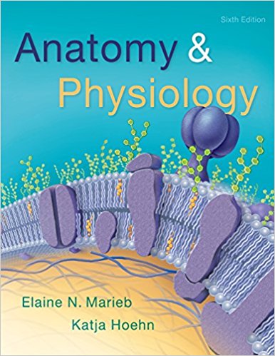 Test Bank for Anatomy and Physiology 6th Edition by Marieb