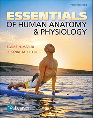 Test Bank for Essentials of Human Anatomy and Physiology 12th Edition by Elaine N. Marieb