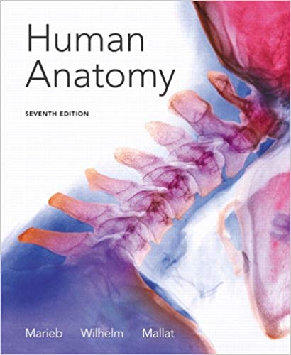 Test Bank for Human Anatomy 7th Edition by Elaine N. Marieb