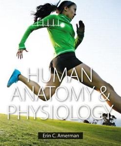 Test Bank for Human Anatomy and Physiology 1st Edition by Erin C. Amerman