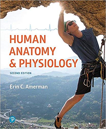 Test Bank for Human Anatomy and Physiology 2nd Edition by Erin C. Amerman