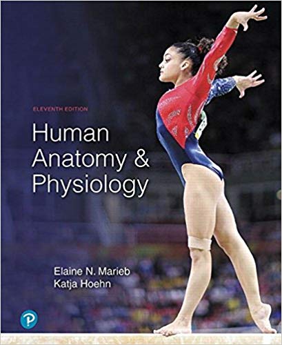 Test Bank for Human Anatomy Physiology 11th Edition by Elaine N. Marieb